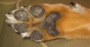 Pet Peeves Can I Put My Moisturizer On My Dogs Paws Pets Pet Hacks Animals