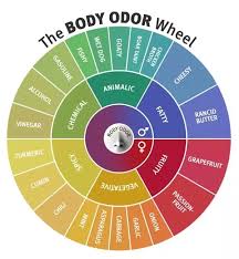 Is body odor different between human males and females? - Quora