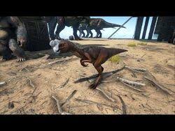 How To Tame An Oviraptor Ultimate Guide - Ark Ragnarok - Youtube