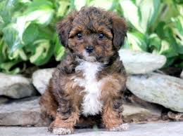 One of the original designer breeds, this yorkshire terrier/poodle cross remains a popular option for families today. Maltipoo Vs Yorkiepoo Differences And Comparison Best Protection Dogs
