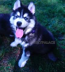 Check spelling or type a new query. Siberian Husky Puppy For Sale Adoption Rescue For Sale In Sanford North Carolina Classified Americanlisted Com