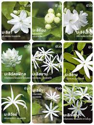 มะล ดอกไม ส ขาว ดอกไม สวย การออกแบบสวนผ ก