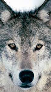 Here are only the best wolf hd wallpapers. Cool Wolf Wallpaper For Phones 2021 Phone Wallpaper Hd