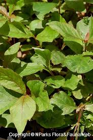 Image result for Cyathula orthacantha