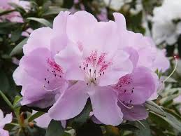 Morning Azalea Flowers Azalea Flower Flowers Pretty Flowers
