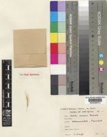 Image result for Aristida canescens