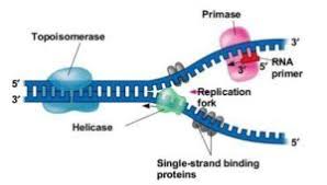 Dna Replication It S Process Molecular Biology Dna Replication Molecular