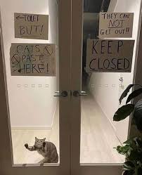 He sounds like curly from the 3 stooges! Funny Caturday Memes Cat Memes Lol Pics