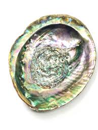 Abalone is a mollusc and part of a family that includes clams, mussels, sea slugs and octopuses. Abalone Shell For Smudging Large Inspired By 3 Australia Inspired By 3