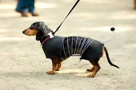 Untitled Diy Dog Costumes Dog Halloween Costumes Dog Costumes