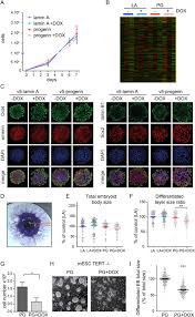 Sy lim 1 week ago. Progerin Reduces Lap2a Telomere Association In Hutchinson Gilford Progeria Elife