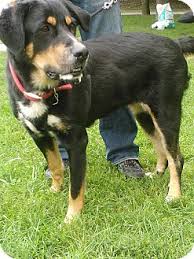 We look forward to getting to know you better! London On Bernese Mountain Dog Meet Bailey A Pet For Adoption