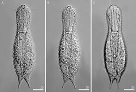 Image result for Lepidotrichilia