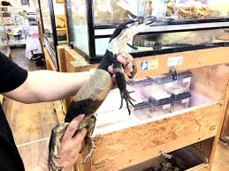 レースモニター トカゲ図鑑