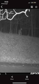 Just caught this on my trail cam in southern Indiana. Thoughts? : rIndiana