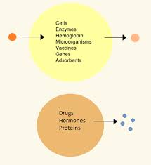 B) the nuclear envelope is being constructed. Artificial Cell Wikipedia