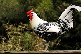 The silver phoenix is one of many varieties of phoenix chickens that have been bred and raised in japan for centuries. Hamburg Chicken Wikipedia