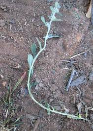 Image result for Gnaphalium purpureum