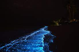 We did not find results for: Best Time To See Bioluminescent Plankton In Maldives 2021 Rove Me