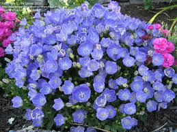 Pin By Dave S Garden On Dg Bloom Of The Day Bloom Campanula Campanula Flowers