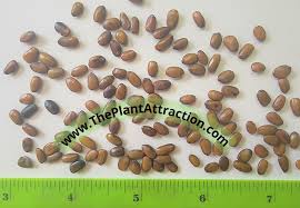 Image result for Libidibia coriaria