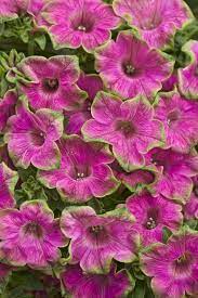 Pin On Plants Gardening And Outdoors