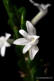 Image result for Angraecum distichum