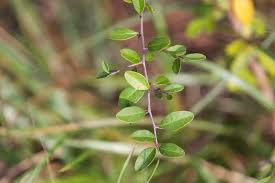 Image result for Rhynchosia luteola