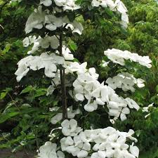 Image result for Cornus volkensii