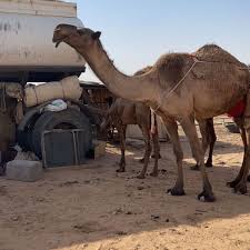 نوادر الوضح ab51115 twitter