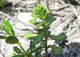 Image result for Xylopia collina