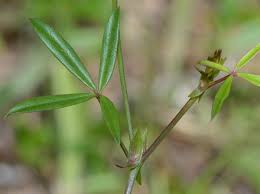 Image result for Zornia