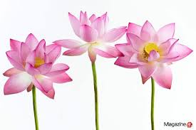 Bluehost Com Lily Flower Flower Backgrounds Flowers