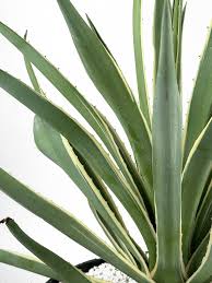 Image result for Antizoma angustifolia