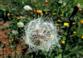 Image result for Hypochaeris radicata