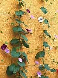 I found this growing wild in one place only, in my area. Commong Morning Glory Ipomoea Purpurea