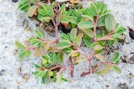 Image result for Euphorbia ophthalmica