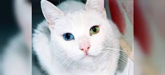 Erkek Ve Disi Kedi Isimleri