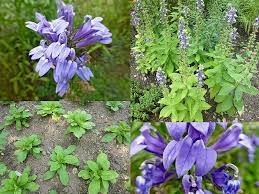 Image result for foto Lobelka