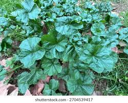 Image result for Malva verticillata