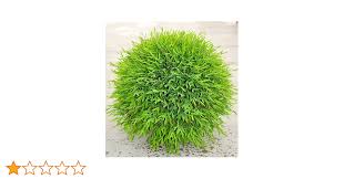 Image result for Pogonatherum paniceum