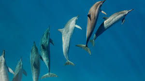 For this year's hunt, which runs from september until march, the japanese government set a kill quota of 1,820 dolphins of various species, according to the dolphin project, about the same as. Legal Challenge Could End Japanese Dolphin Hunting For Good Livekindly