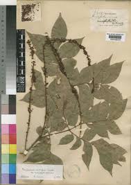 Image result for Macphersonia