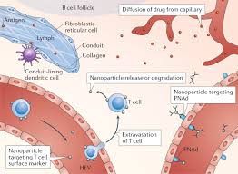 Material Design For Lymph Node Drug Delivery Nature Reviews Materials