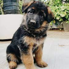 Gsd Puppy Buddy Gsd Puppies Shepherd Puppies German Shepherd Dogs