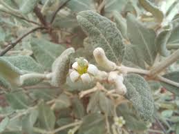 Image result for Fadogiella