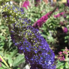 Butterfly Bush Miss Violet In 2020 Butterfly Bush Flower Fertilizer Fragrant Flowers