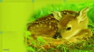 We've got 56+ great wallpaper images. Deer Wallpapers Animal Spot