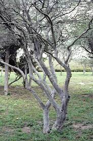 We did not find results for: Texas Persimmon Diospyros Texana