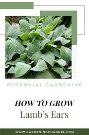 Plant lamb's ear in full sun or partial shade locations, preferably in a spot that gets at least six hours of sunlight per day, though it will do fine with a little less. How To Grow Lamb S Ears Stachys Byzantina Gardening Channel